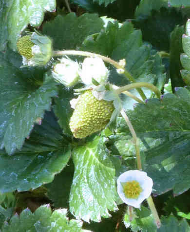 Strawberry 'Loran' flower and green fruit