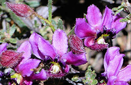 Krameria erecta flowers