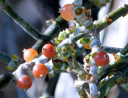 Phoradendron californicum fruit