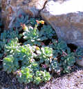 Succulent shaded by rock
