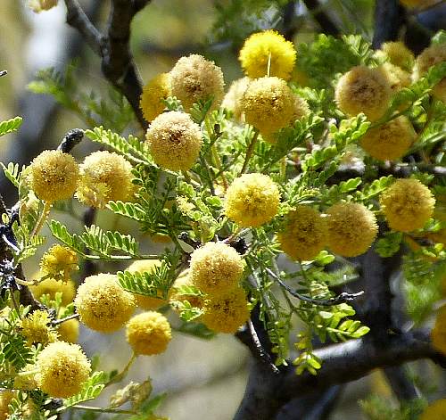 Acacia constricta: Whitethorn Acacia - flowers