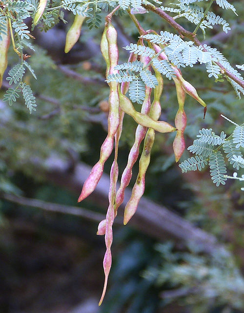 Acacia constricta: Whitethorn Acacia - seed pods