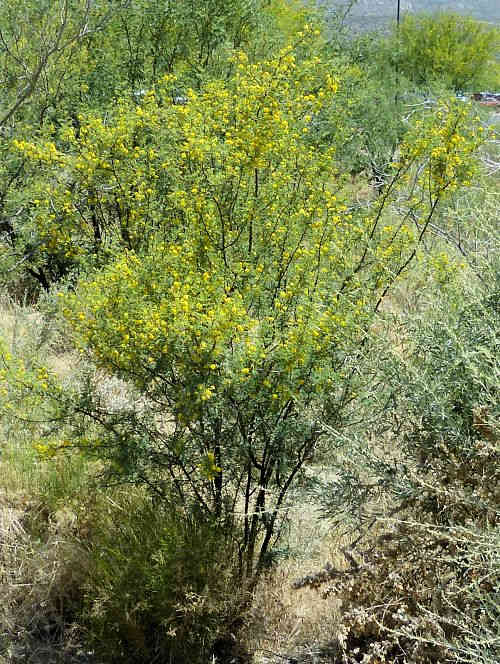 Acacia constricta: Whitethorn Acacia