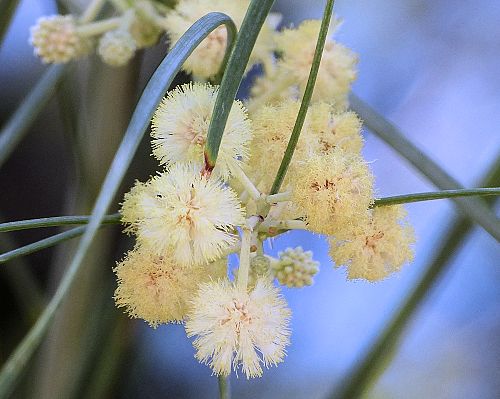 Acacia stenophylla: Shoestring Acacia - flowers