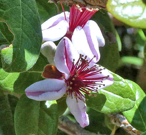 Pineapple Guava: Acca sellowiana - flowers