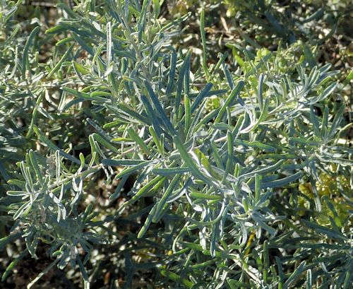 Atriplex canescens: Fourwing Saltbush - leaves