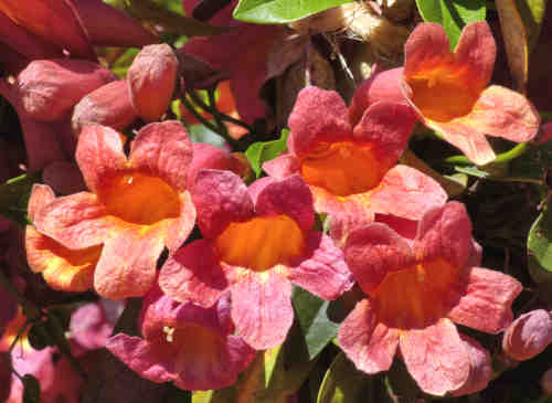 Bignonia capreolata: Crossvine - flowers