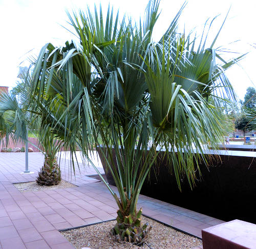 Brahea edulis: Guadalupe Palm