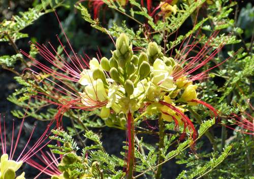 Caesalpinia gilliesii: Bird of Paradise Shrub - flower