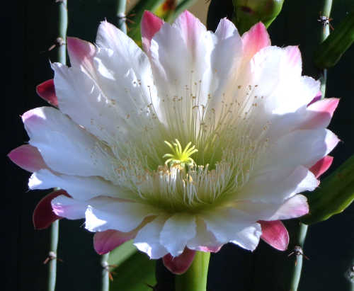 By pizzodisevo, slowly i will recover from Centobuchi, Italy - Cactus flower, CEREUS PERUVIANUS Uploaded by uleli, CC BY-SA 2.0, https://commons.wikimedia.org/w/index.php?curid=24436068