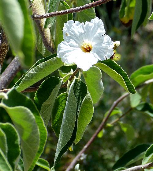 Cordia boissieri: Texas Olive - flower