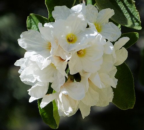 Cordia boissieri: Texas Olive - flowers