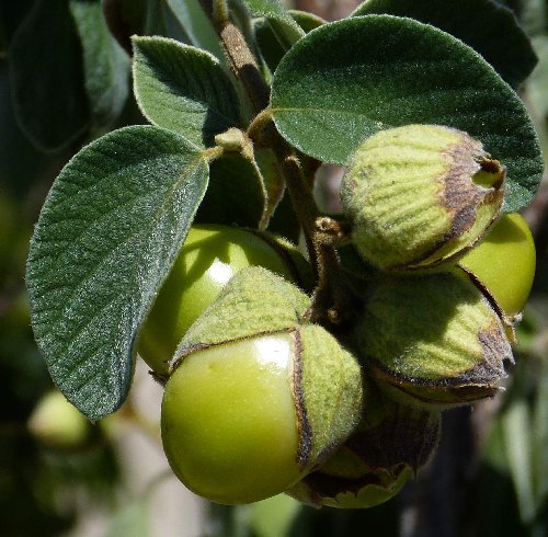 Cordia boissieri: Texas Olive - fruit