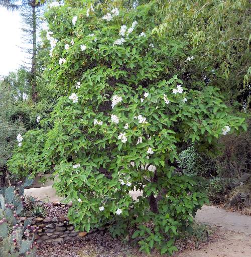 Cordia boissieri: Texas Olive tree