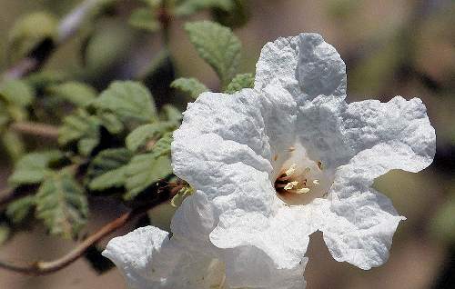 Cordia parvifolia: Little Leaf Cordia - flower