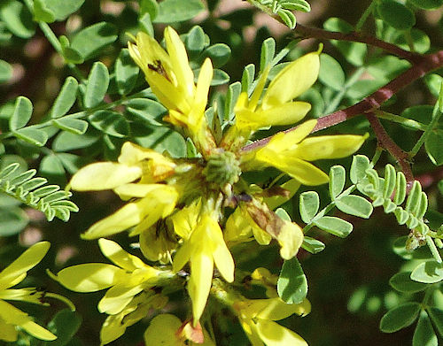 Dalea capitata: Lemon Dalea - flowers