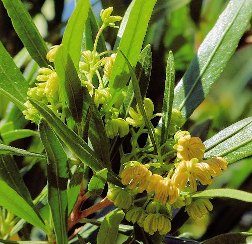 Dodonaea viscosa: Hopbush - flowers