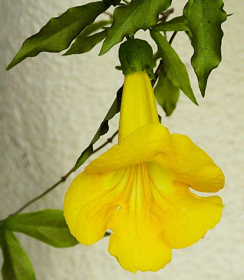 Dolichandra unguis-cati: Cats Claw Vine - flower