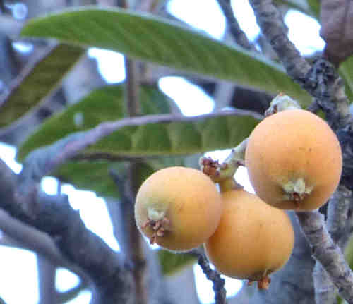 Loquat: Eriobotrya japonica - fruit