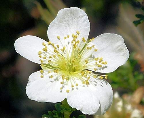 Fallugia paradoxa: Apache Plume - flower