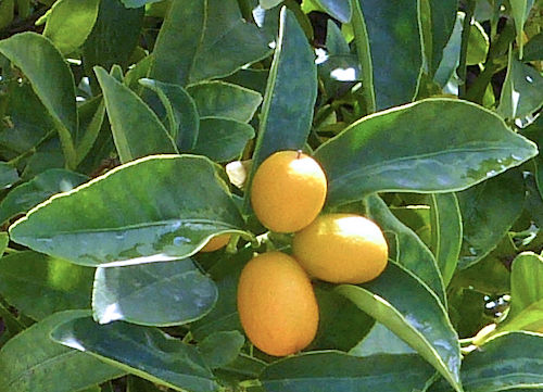 Kumquat: Citrus japonica - fruit