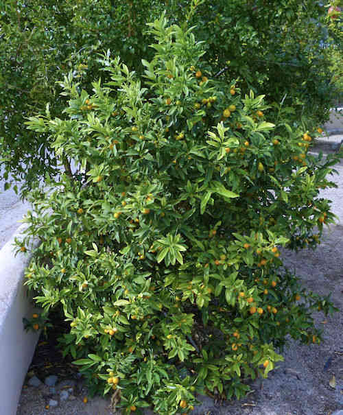 Kumquat: Citrus japonica