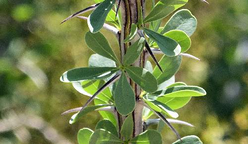 Fouquieria splendens: Ocotillo - leaves