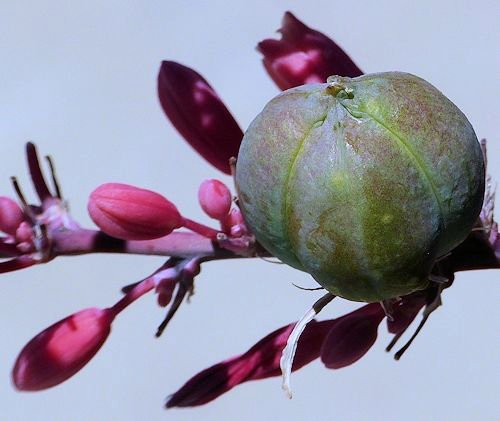 Hesperaloe parviflora: Red Yucca - seed pod