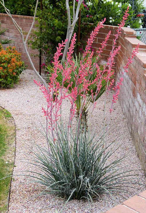 Hesperaloe parviflora: Red Yucca