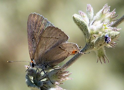 Hyptis emoryi: Desert Lavender - with butterfly