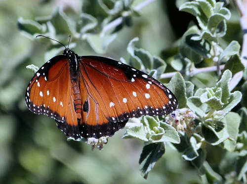Hyptis emoryi: Desert Lavender - butterfly