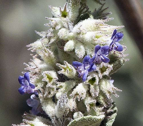Hyptis emoryi: Desert Lavender - flowers