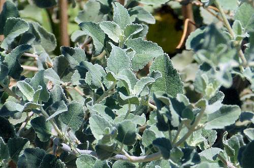 Hyptis emoryi: Desert Lavender - leaves