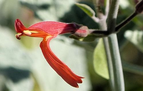 Justicia californica: Chuparosa - flower