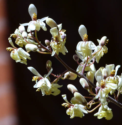 Moringa: Moringa oleifera - flowers