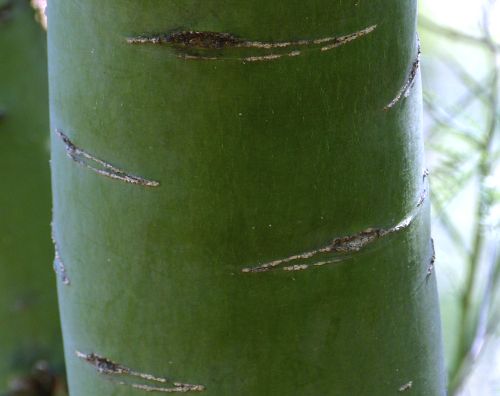 Parkinsonia florida: Blue Palo Verde - trunk