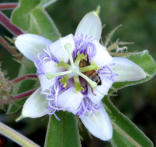 Passiflora arizonica flower and bee