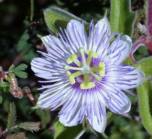 Passiflora arizonica flower