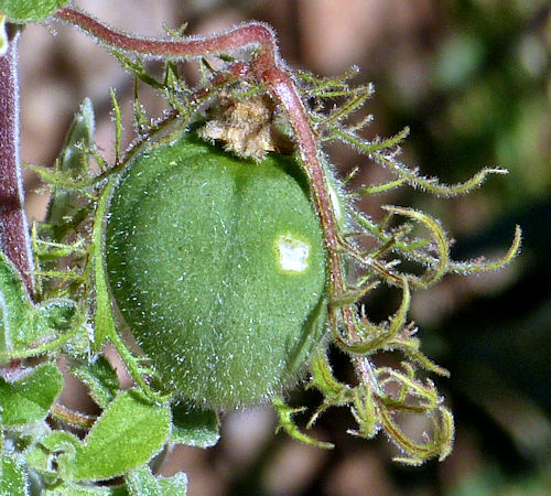 Passiflora arizonica fruit