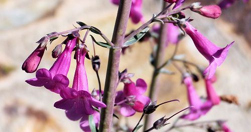 Penstemon parryi: Parry's Penstemon - flowers