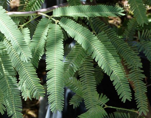 Prosopis x: Hybrid Mesquite - leaves