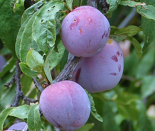 Plums and Pluots: Prunus domestica / Prunus salicina fruit