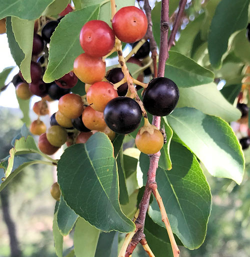 Prunus salicifolia leaves and fruit