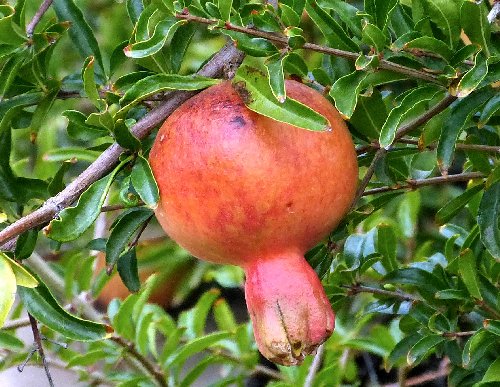 Pomegranate: Punica granatum - fruit