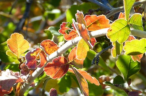 Rhus trilobata: Three Leaf Sumac - leaves in fall