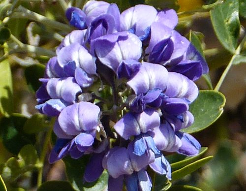 Sophora secundiflora: Texas Mountain Laurel - flowers