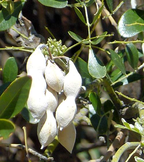 Sophora secundiflora: Texas Mountain Laurel - seed pods