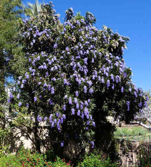Sophora secundiflora: Texas Mountain Laurel tree in bloom