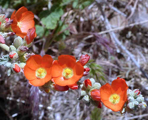 Sphaeralcea ambigua: Desert Globemallow - orange flowers