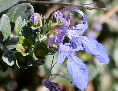 Teucrium fruticans: Bush Germander - flowers